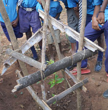 För att nya träd inte ska ätas upp av kor så hade barnen med sin lärare byggt och skapat en ställning så att korna inte kunde äta upp det lilla trädet.